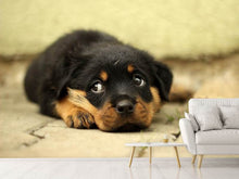 Laden Sie das Bild in den Galerie-Viewer, Fototapete Süsse Rottweiler Welpe