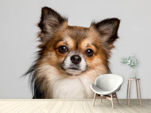 Laden Sie das Bild in den Galerie-Viewer, Fototapete Süsser Chihuahua