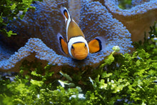 Laden Sie das Bild in den Galerie-Viewer, Fototapete Süsser Clownfisch