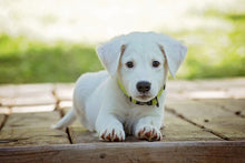 Laden Sie das Bild in den Galerie-Viewer, Fototapete Süsses Hunde Baby