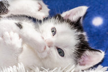 Laden Sie das Bild in den Galerie-Viewer, Fototapete Süsses Kitten
