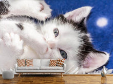 Laden Sie das Bild in den Galerie-Viewer, Fototapete Süsses Kitten