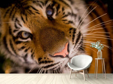 Laden Sie das Bild in den Galerie-Viewer, Fototapete Tiger Gesicht
