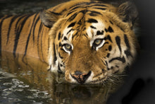 Laden Sie das Bild in den Galerie-Viewer, Fototapete Tiger im Wasser