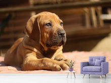 Laden Sie das Bild in den Galerie-Viewer, Fototapete Trauriger Hundeblick