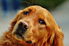 Laden Sie das Bild in den Galerie-Viewer, Fototapete Treuer Irish Setter