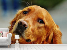 Laden Sie das Bild in den Galerie-Viewer, Fototapete Treuer Irish Setter