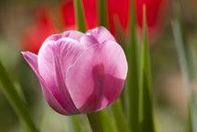 Laden Sie das Bild in den Galerie-Viewer, Fototapete Tulpe pretty in pink