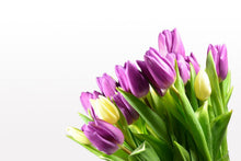 Laden Sie das Bild in den Galerie-Viewer, Fototapete Tulpen in XL