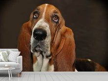 Laden Sie das Bild in den Galerie-Viewer, Fototapete Typisch Basset