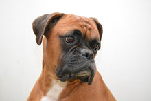 Laden Sie das Bild in den Galerie-Viewer, Fototapete Typisch Boxer