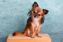Laden Sie das Bild in den Galerie-Viewer, Fototapete Typisch Chihuahua