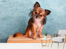 Laden Sie das Bild in den Galerie-Viewer, Fototapete Typisch Chihuahua