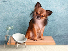 Laden Sie das Bild in den Galerie-Viewer, Fototapete Typisch Chihuahua