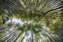 Laden Sie das Bild in den Galerie-Viewer, Fototapete Viele Baumkronen