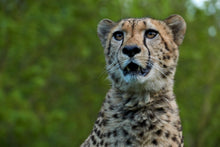 Laden Sie das Bild in den Galerie-Viewer, Fototapete Wachsamer Gepard