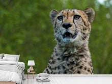 Laden Sie das Bild in den Galerie-Viewer, Fototapete Wachsamer Gepard