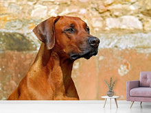 Laden Sie das Bild in den Galerie-Viewer, Fototapete Wachsamer Rhodesian Ridgeback
