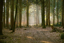Laden Sie das Bild in den Galerie-Viewer, Fototapete Wald Lauf