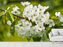 Laden Sie das Bild in den Galerie-Viewer, Fototapete Weisse Blüten in XL