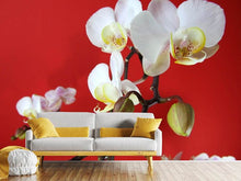 Laden Sie das Bild in den Galerie-Viewer, Fototapete Weisse Orchideen auf roter Wand