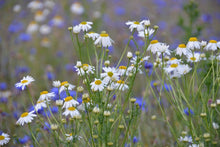 Laden Sie das Bild in den Galerie-Viewer, Fototapete Wilde Blumenwiese