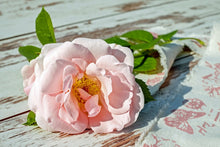 Laden Sie das Bild in den Galerie-Viewer, Fototapete Wildrose in rosa