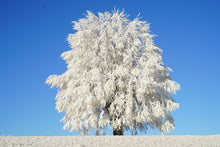 Laden Sie das Bild in den Galerie-Viewer, Fototapete Winter Baum