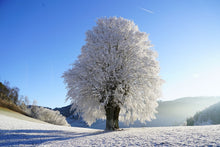 Laden Sie das Bild in den Galerie-Viewer, Fototapete Winter Märchen