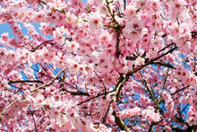Laden Sie das Bild in den Galerie-Viewer, Fototapete Wundervolle Japanische Zierkirsche