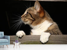 Laden Sie das Bild in den Galerie-Viewer, Fototapete XL Katze