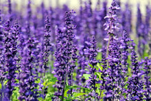 Laden Sie das Bild in den Galerie-Viewer, Fototapete XL Lavendel