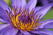 Laden Sie das Bild in den Galerie-Viewer, Fototapete XXL Seerose in lila