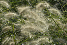 Laden Sie das Bild in den Galerie-Viewer, Fototapete Ziergrass im Wind