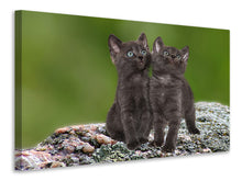 Laden Sie das Bild in den Galerie-Viewer, Leinwandbild 2 schwarze Katzenbabys