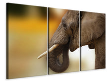Laden Sie das Bild in den Galerie-Viewer, Leinwandbild 3-teilig Elefant Close up
