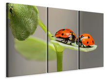Laden Sie das Bild in den Galerie-Viewer, Leinwandbild 3-teilig 2 Marienkäfer