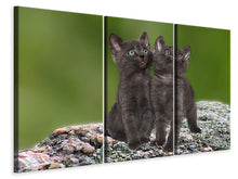 Laden Sie das Bild in den Galerie-Viewer, Leinwandbild 3-teilig 2 schwarze Katzenbabys