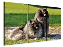 Laden Sie das Bild in den Galerie-Viewer, Leinwandbild 3-teilig 2 Wolfsspitz