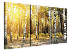 Laden Sie das Bild in den Galerie-Viewer, Leinwandbild 3-teilig Birkenwald