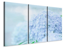 Laden Sie das Bild in den Galerie-Viewer, Leinwandbild 3-teilig Die Hortensie