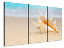 Laden Sie das Bild in den Galerie-Viewer, Leinwandbild 3-teilig Die Muschel am Strand