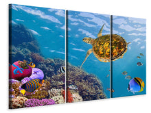 Laden Sie das Bild in den Galerie-Viewer, Leinwandbild 3-teilig Die Wasserschildkröte