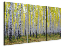 Laden Sie das Bild in den Galerie-Viewer, Leinwandbild 3-teilig Herbstlicher Birkenwald
