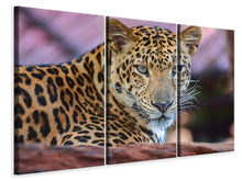 Laden Sie das Bild in den Galerie-Viewer, Leinwandbild 3-teilig Leopard