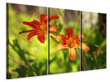 Laden Sie das Bild in den Galerie-Viewer, Leinwandbild 3-teilig Lilien in der Natur