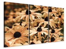Laden Sie das Bild in den Galerie-Viewer, Leinwandbild 3-teilig Margeriten in Sepia