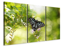Laden Sie das Bild in den Galerie-Viewer, Leinwandbild 3-teilig Papilio Schmetterling XXL