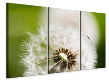 Laden Sie das Bild in den Galerie-Viewer, Leinwandbild 3-teilig Pusteblume Löwenzahn