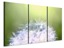 Laden Sie das Bild in den Galerie-Viewer, Leinwandbild 3-teilig Pusteblume XL im Morgentau